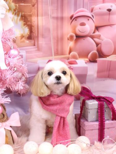 20241228みるくちゃん